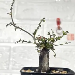 2026年最新】パキプス パワータンクの人気アイテム - メルカリ