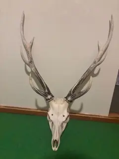 2026年最新】鹿 角 トロフィーの人気アイテム - メルカリ