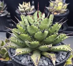 2026年最新】屈原 甲蟹の人気アイテム - メルカリ