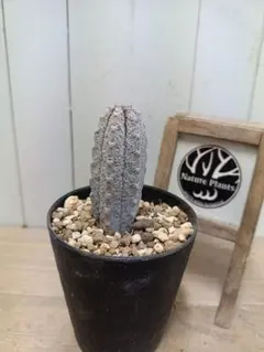 2026年最新】ユーフォルビアアブデルクリの人気アイテム - メルカリ