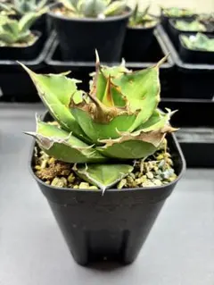 2026年最新】白犀牛の人気アイテム - メルカリ