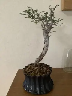 2026年最新】コミフォラモンストローサの人気アイテム - メルカリ