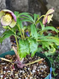 クリスマスローズ 大木ナーサリー 原種交配 超小輪 - メルカリ