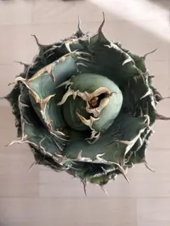 2026年最新】アガベ 白鯨 大株の人気アイテム - メルカリ