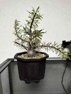 2026年最新】プルプシーの人気アイテム - メルカリ