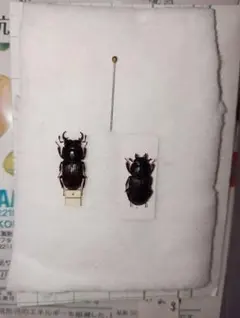 2026年最新】ネブトクワガタ 採集の人気アイテム - メルカリ