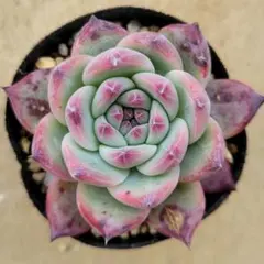 2026年最新】リンゼアナの人気アイテム - メルカリ