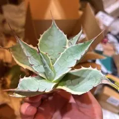 2026年最新】オバティフォリア錦の人気アイテム - メルカリ