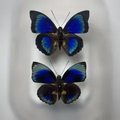 2026年最新】標本の人気アイテム - メルカリ