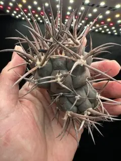 2026年最新】守金魔天竜の人気アイテム - メルカリ