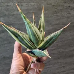 2026年最新】サンスベリア ロリダ 斑入りの人気アイテム - メルカリ