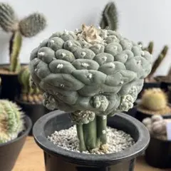 2026年最新】銀冠玉の人気アイテム - メルカリ