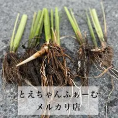 2026年最新】乾燥マコモ葉の人気アイテム - メルカリ