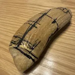 2026年最新】マッコウクジラ 歯 牙の人気アイテム - メルカリ