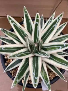 2026年最新】極氷山 アガベの人気アイテム - メルカリ