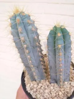 2026年最新】サボテンアズレウスの人気アイテム - メルカリ