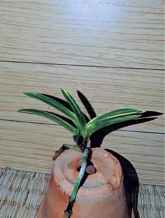 2026年最新】富貴蘭 牡丹の人気アイテム - メルカリ