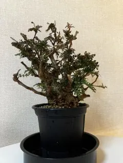 2026年最新】オペルクリカリア パキプス ベアルートの人気アイテム