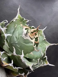 2026年最新】アガベ 白鯨 ボールの人気アイテム - メルカリ