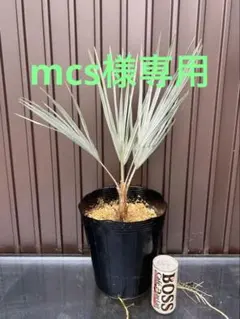 2026年最新】ブラヘアアルマータの人気アイテム - メルカリ