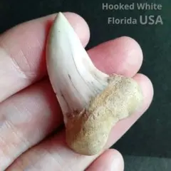 2026年最新】ホホジロザメの歯の人気アイテム - メルカリ