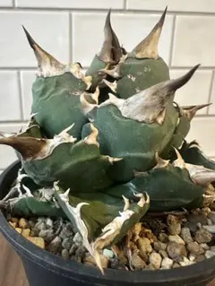 希少 アガベ グレートホワイトシャーク シャークスキン - メルカリ