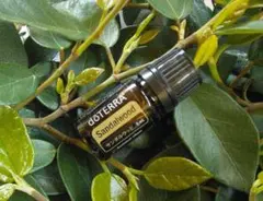 2026年最新】サンダルウッド ドテラの人気アイテム - メルカリ