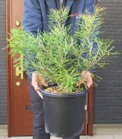 2026年最新】バンクシア ヘアピンの人気アイテム - メルカリ