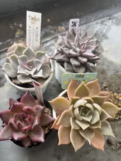 2026年最新】COZ苗の人気アイテム - メルカリ