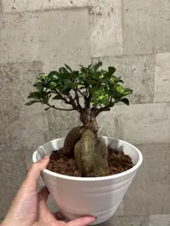 2026年最新】パンダガジュマル・・の人気アイテム - メルカリ