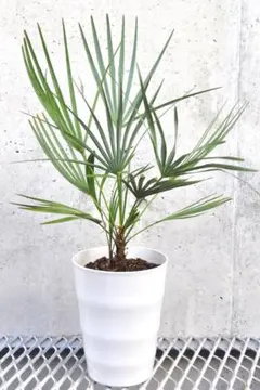 2026年最新】チャメロップス セリフェラの人気アイテム - メルカリ