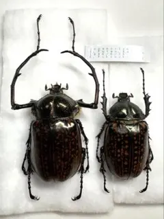 2026年最新】テナガコガネの人気アイテム - メルカリ