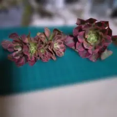 2026年最新】アエオニウム綴化の人気アイテム - メルカリ