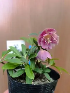 リトルビーストファントム クリスマスローズ - メルカリ