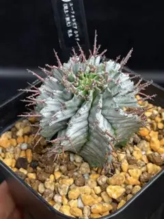 2026年最新】関上ホリダの人気アイテム - メルカリ