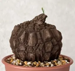 2026年最新】塊根植物の人気アイテム - メルカリ