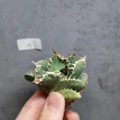 2026年最新】疣猪の人気アイテム - メルカリ