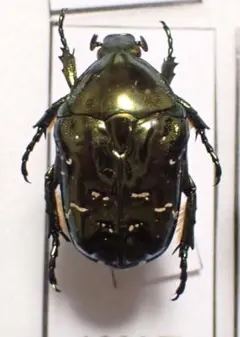 2026年最新】ハナムグリ標本の人気アイテム - メルカリ