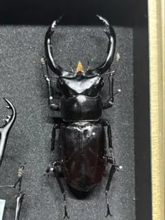 2026年最新】ウエストウッディ 標本の人気アイテム - メルカリ