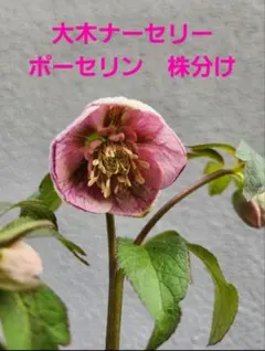 2026年最新】ポーセリン クリスマスローズの人気アイテム - メルカリ