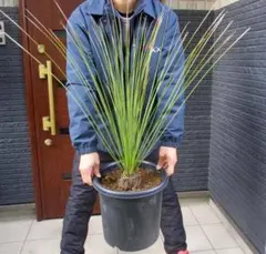 2026年最新】ロンギシマムの人気アイテム - メルカリ