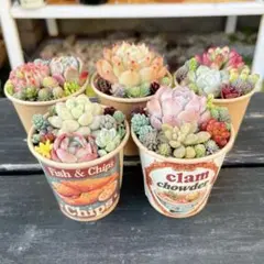 2026年最新】多肉寄せ植えそのまま飾れるの人気アイテム - メルカリ