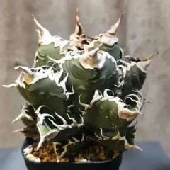 2026年最新】カクタスグリーン アガベの人気アイテム - メルカリ