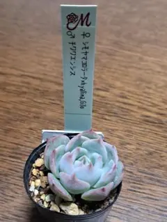 2026年最新】Miyaさん苗の人気アイテム - メルカリ