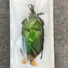 2026年最新】標本の人気アイテム - メルカリ