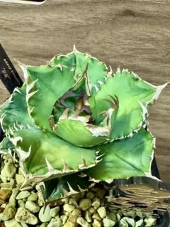 2026年最新】皇冠 子株の人気アイテム - メルカリ