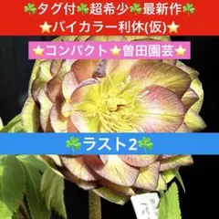 2026年最新】クリスマスローズ 利休の人気アイテム - メルカリ