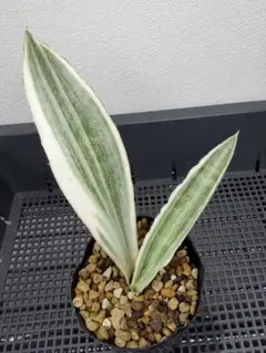 2026年最新】サンセベリア 希少の人気アイテム - メルカリ