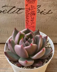 2026年最新】ルイパパの人気アイテム - メルカリ