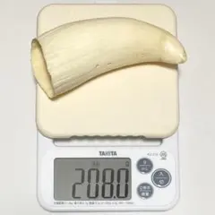 2026年最新】マッコウクジラ 歯 牙の人気アイテム - メルカリ